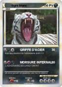 tigre blanc