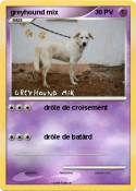 greyhound mix
