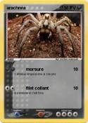 arachnèa