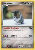 chat mignon
