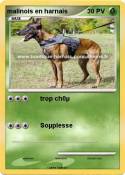 malinois en