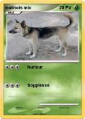 malinois mix