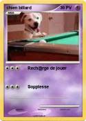 chien billard