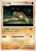coati