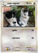 chats mignon
