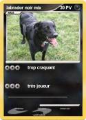 labrador noir