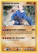 les chiot du