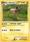 basenji / akita