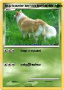 loup-bouvier bernois-border collie loup-bouvier
