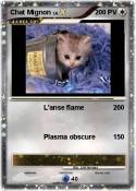 Chat Mignon