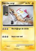 Topi the corgi