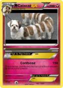Catacat