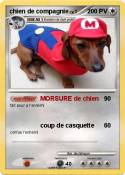 chien de compagnie chien de