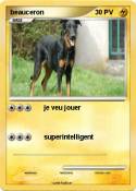 beauceron