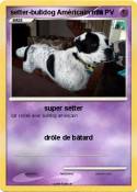 setter-bulldog