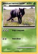 american hairless terrier american