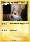 welsh corgi