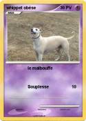 whippet obèse