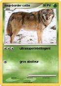 loup-border collie loup-border