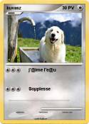 kuvasz