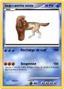 loup-caniche mixte loup-caniche