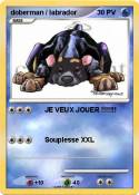 doberman /