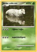 border collie