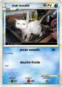 chat mouillé
