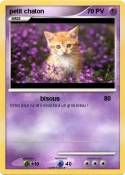 petit chaton petit chaton