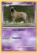 bullmastiff