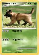 malinois chiot malinois chiot