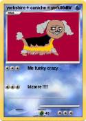 yorkshire + caniche = yorkoodle yorkshire +