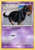 welsh corottweiler welsh