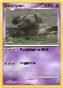croisé lycaon croisé lycaon