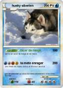 husky siberien