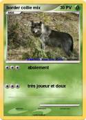 border collie