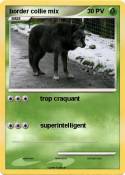 border collie