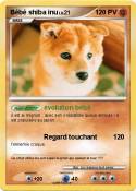 Bébé shiba