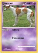 greyhound