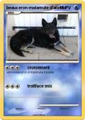 beauceron-malamute