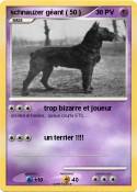 schnauzer géant ( 50 ) schnauzer