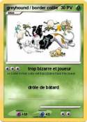 greyhound / border collie greyhound /