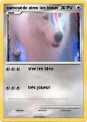samoyède aime les bleux samoyède aime