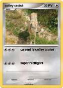 colley croisé