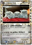 chatons trios