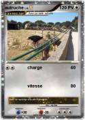 autruche