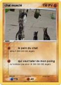chat musclé