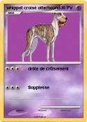 whippet croisé otterhound whippet croisé
