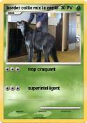 border collie