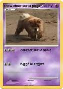 chow-chow sur la plage chow-chow sur